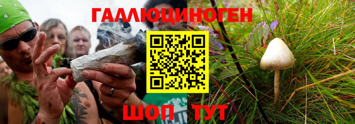 Псилоцибиновые грибы Cubensis Камышлов